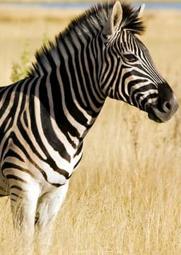 Zebra