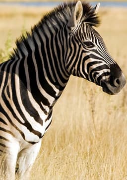 Zebra
