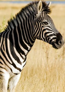 Zebra