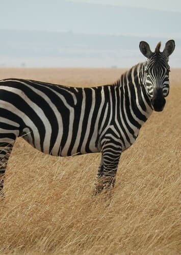 Zebra