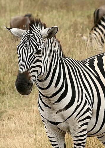 Zebra