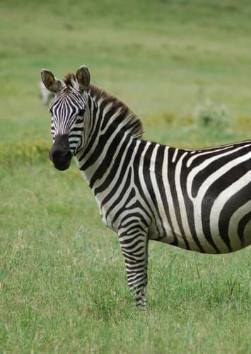 Zebra