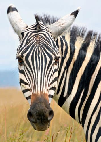 Zebra