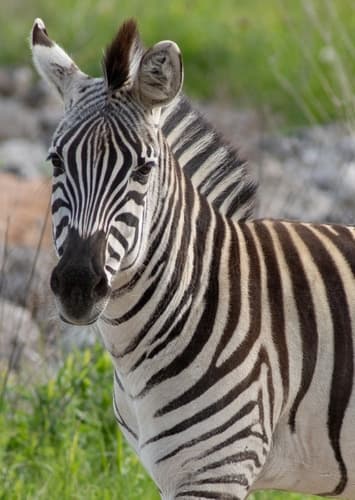 Zebra Boy’s Mother