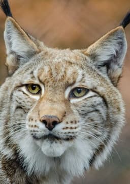 Zephyr (Eurasian Lynx)