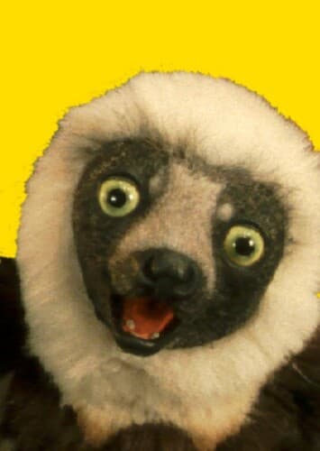 Zoboomafoo
