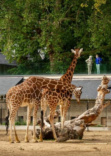 Zoo Antwerpen