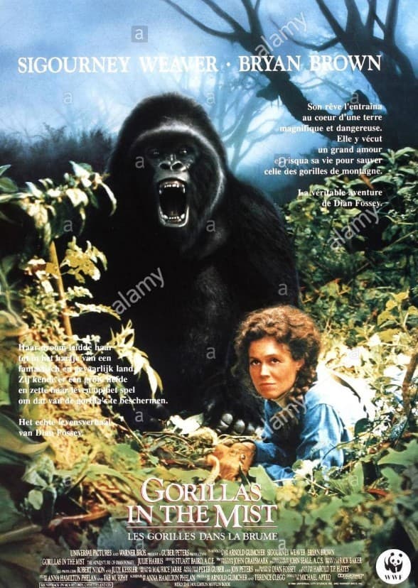 Gorillas in the Mist