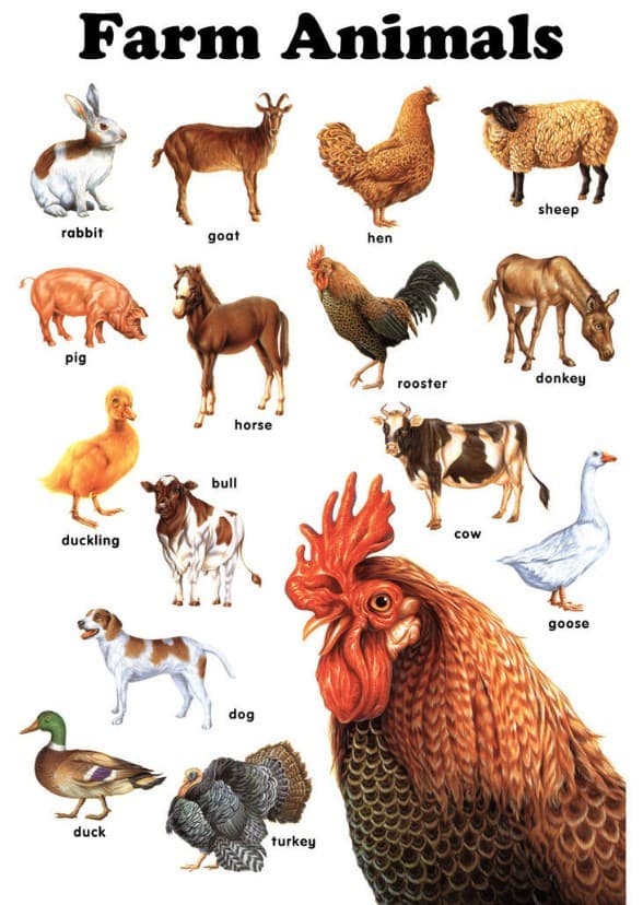 Farm Animals: The Movie