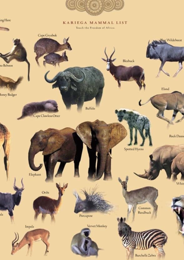 Voices from the Earth