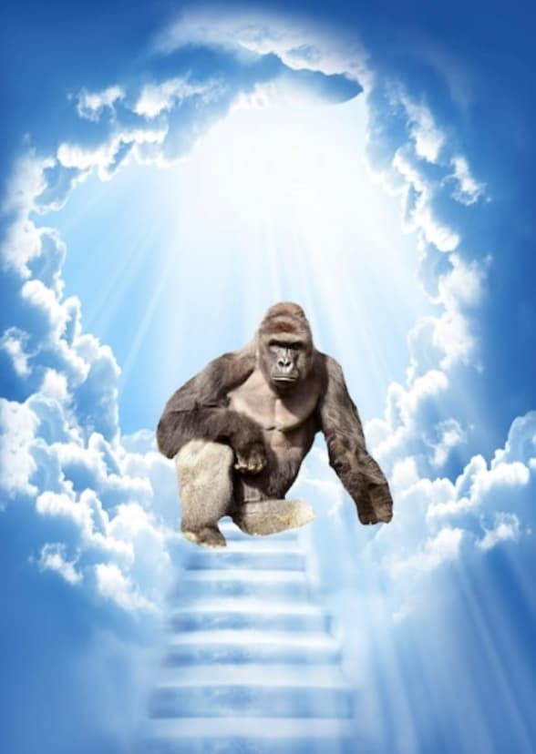 Harambe!