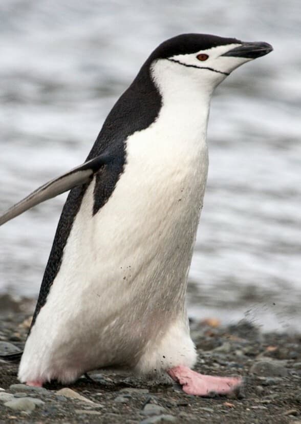United Penguins Of Antarctica