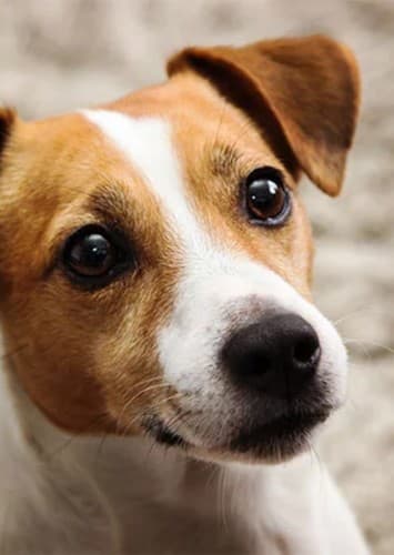 Jack Russell Terrier
