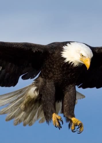 Bald Eagle