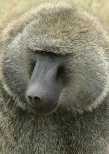 Baboon