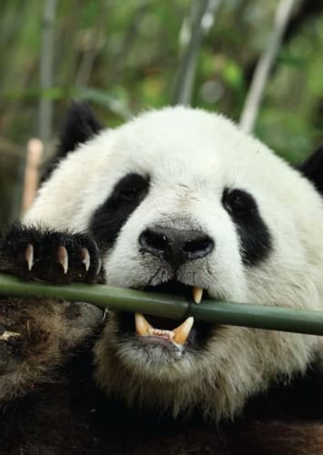 Giant Panda