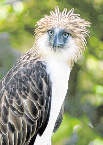 Philippine Eagle