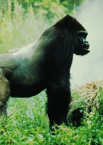 Mountain Gorilla