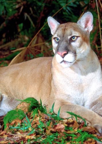 Florida Panther