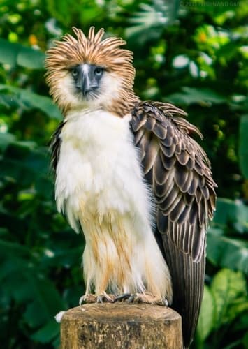 Philippine Eagle
