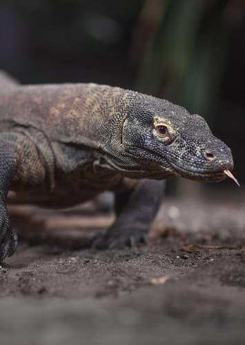 Komodo Dragon