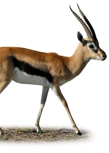 Gazelle