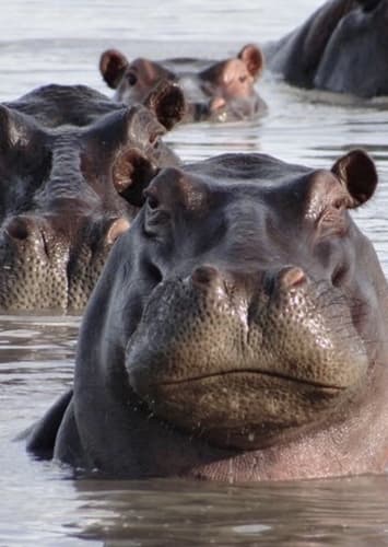 Hippopotamus
