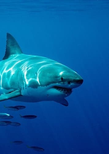 Great White Shark