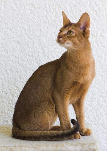 Abyssinian