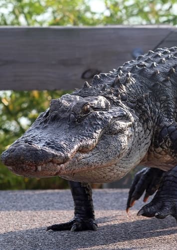 American Alligator