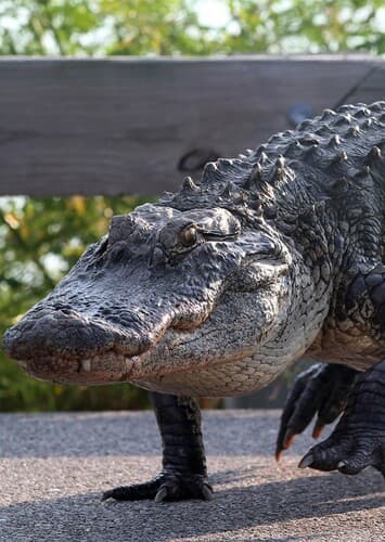 American Alligator