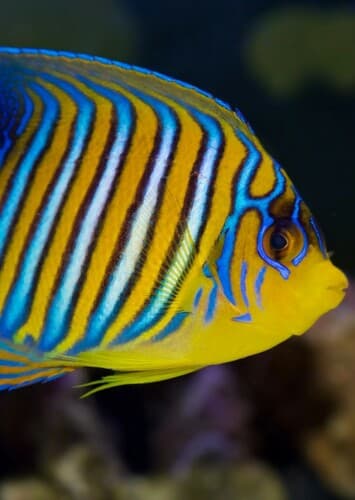 Angelfish