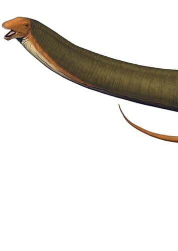 Apatosaurus