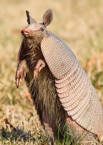 Armadillo