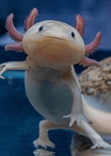 Axolotl