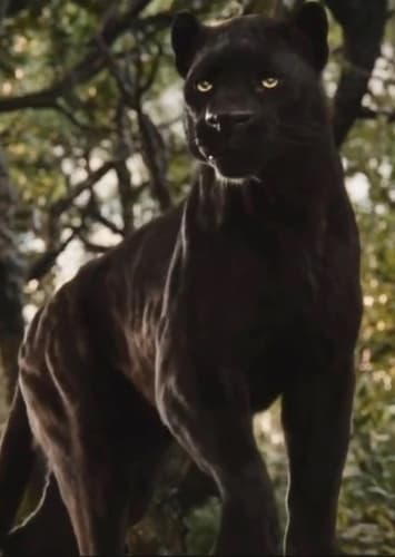 Bagheera