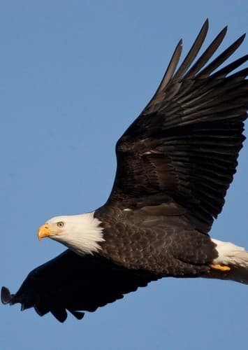Bald eagle