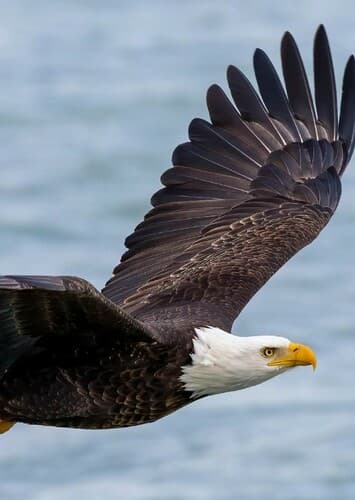 Bald Eagle
