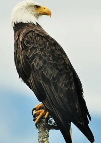 Bald Eagle