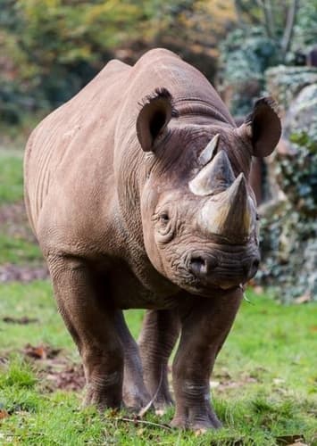 Black Rhino