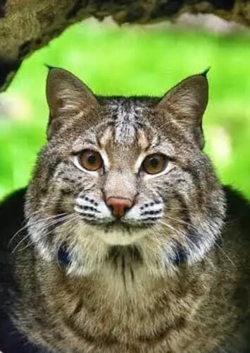 Bobcat