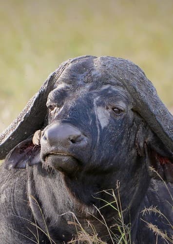 Cape Buffalo