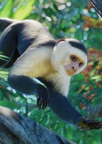 Capuchin Monkey