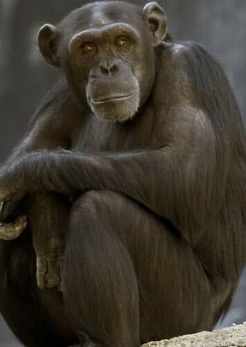 Chimpanzee