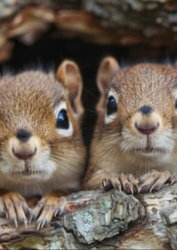 Chipmunks