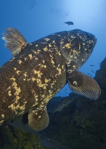 Coelacanth