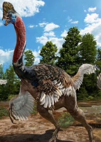 Corythoraptor
