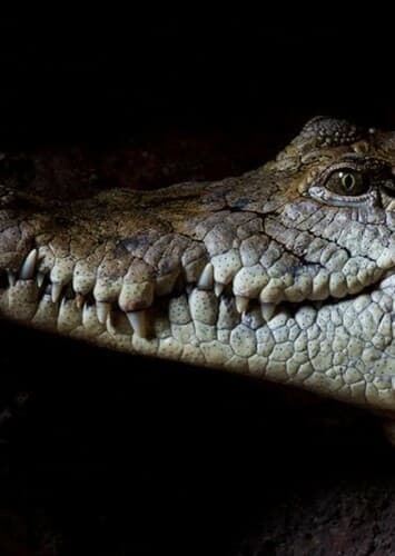 Crocodile
