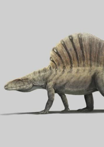 Ctenosauriscus