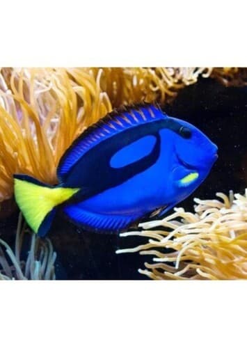 Dory